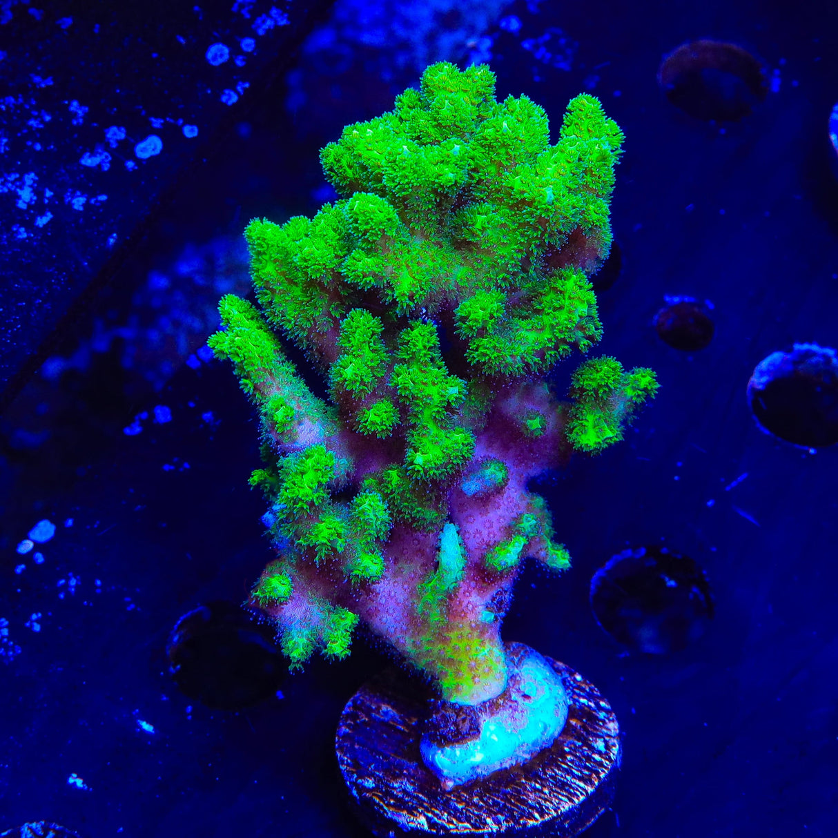 Neon Green Pocillopora XL Frag Coral
