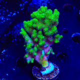 Neon Green Pocillopora XL Frag Coral