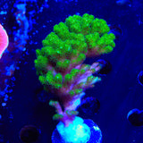 Neon Green Pocillopora XL Frag Coral