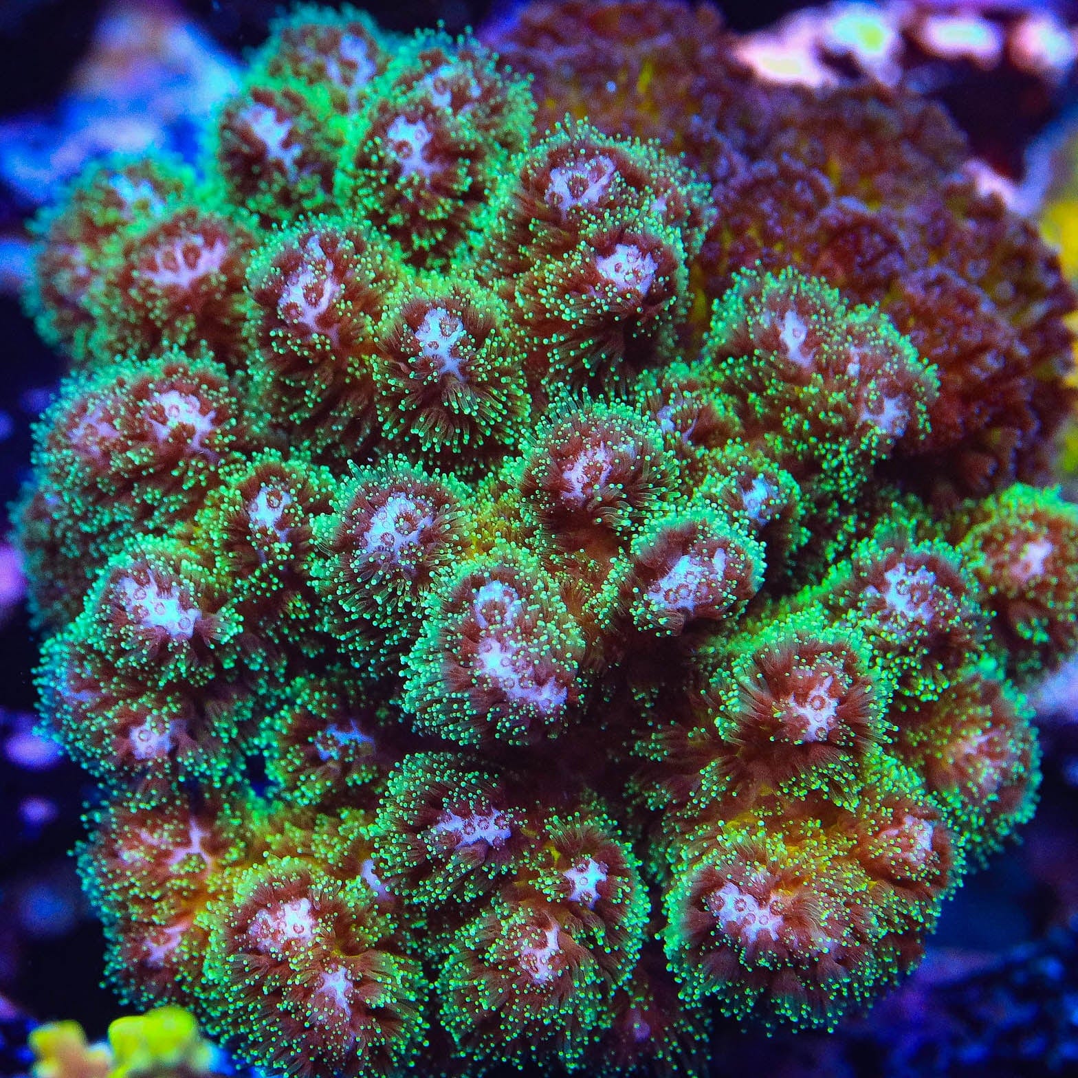 Neon Green Pocillopora XL Frag Coral – Top Shelf Aquatics