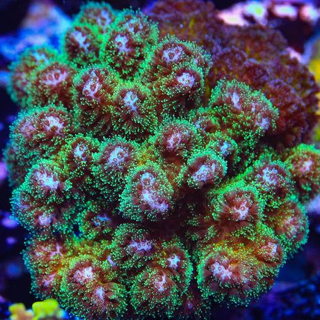Neon Green Pocillopora XL Frag Coral