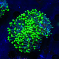 Neon Green Tip Frogspawn Coral