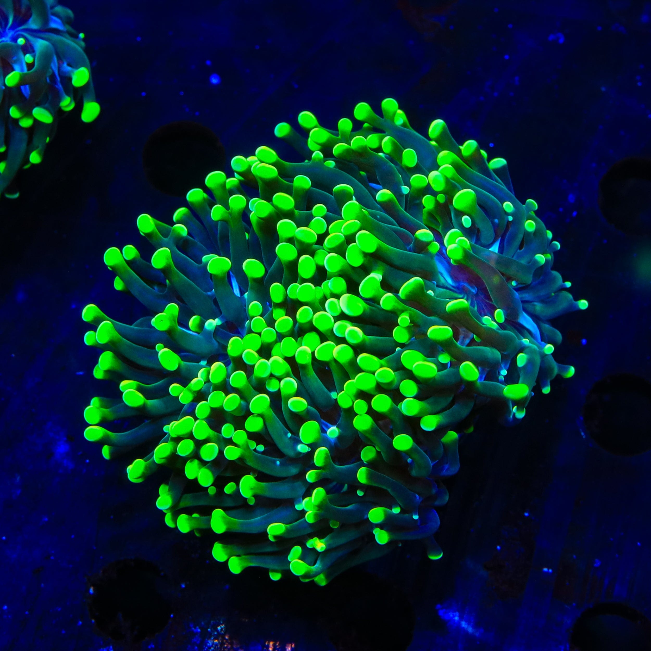 Neon Green Tip Frogspawn Coral
