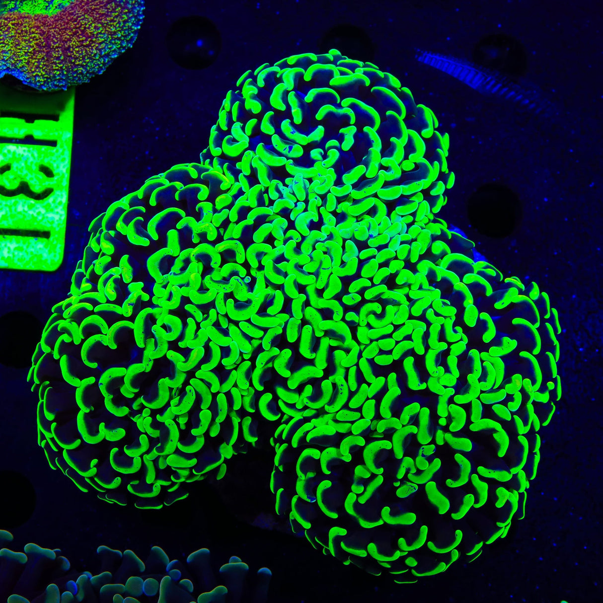 Neon Green Tip Wall Hammer Coral