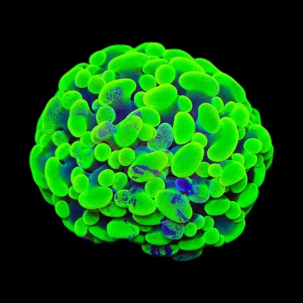 Neon Hammer Coral