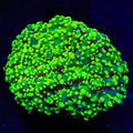Neon Octospawn Coral