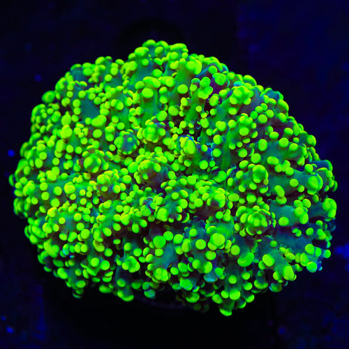 Neon Octospawn Coral