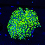 Neon Octospawn Coral