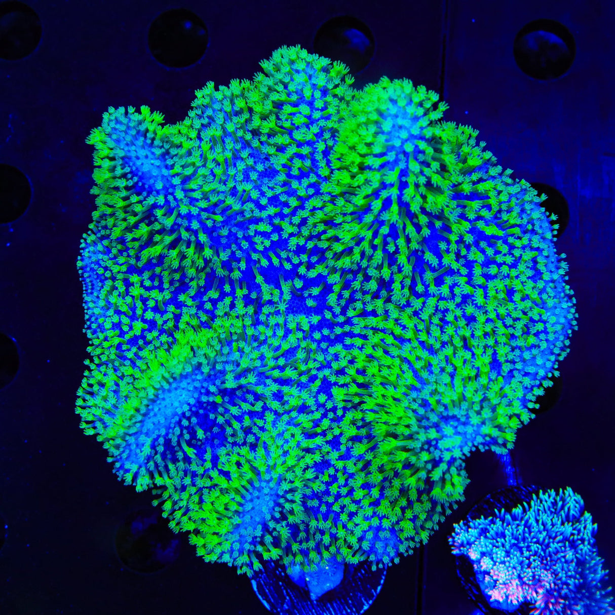 Neon Tentacle Toadstool Colony Coral - XXL