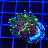 Neon Tip Frogspawn Coral
