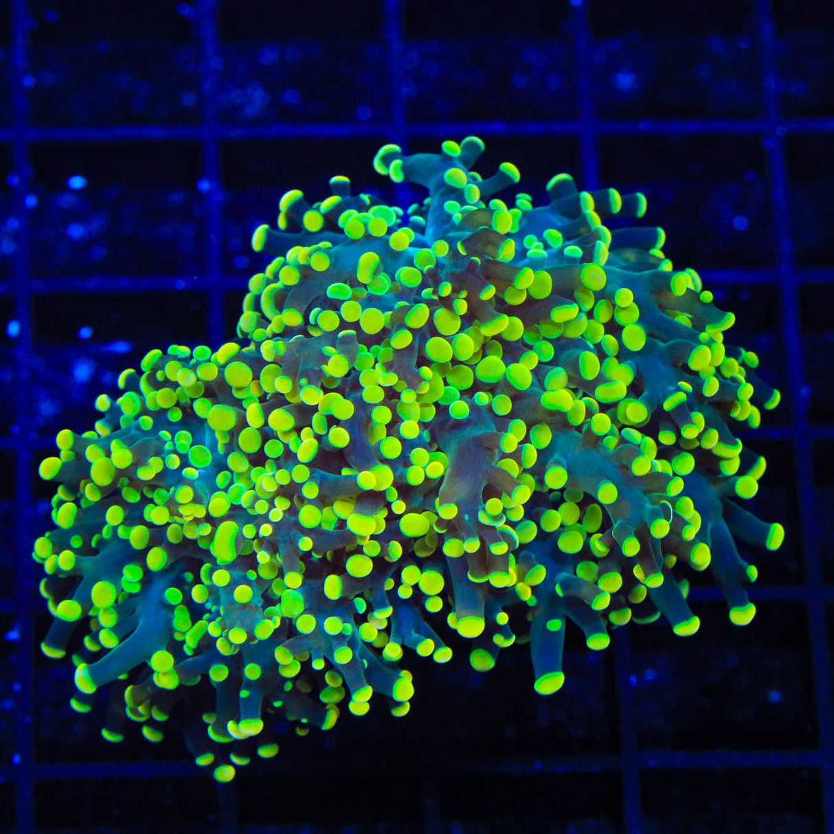Neon Tip Octospawn Coral