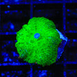 Neon Toxic Mushroom Coral