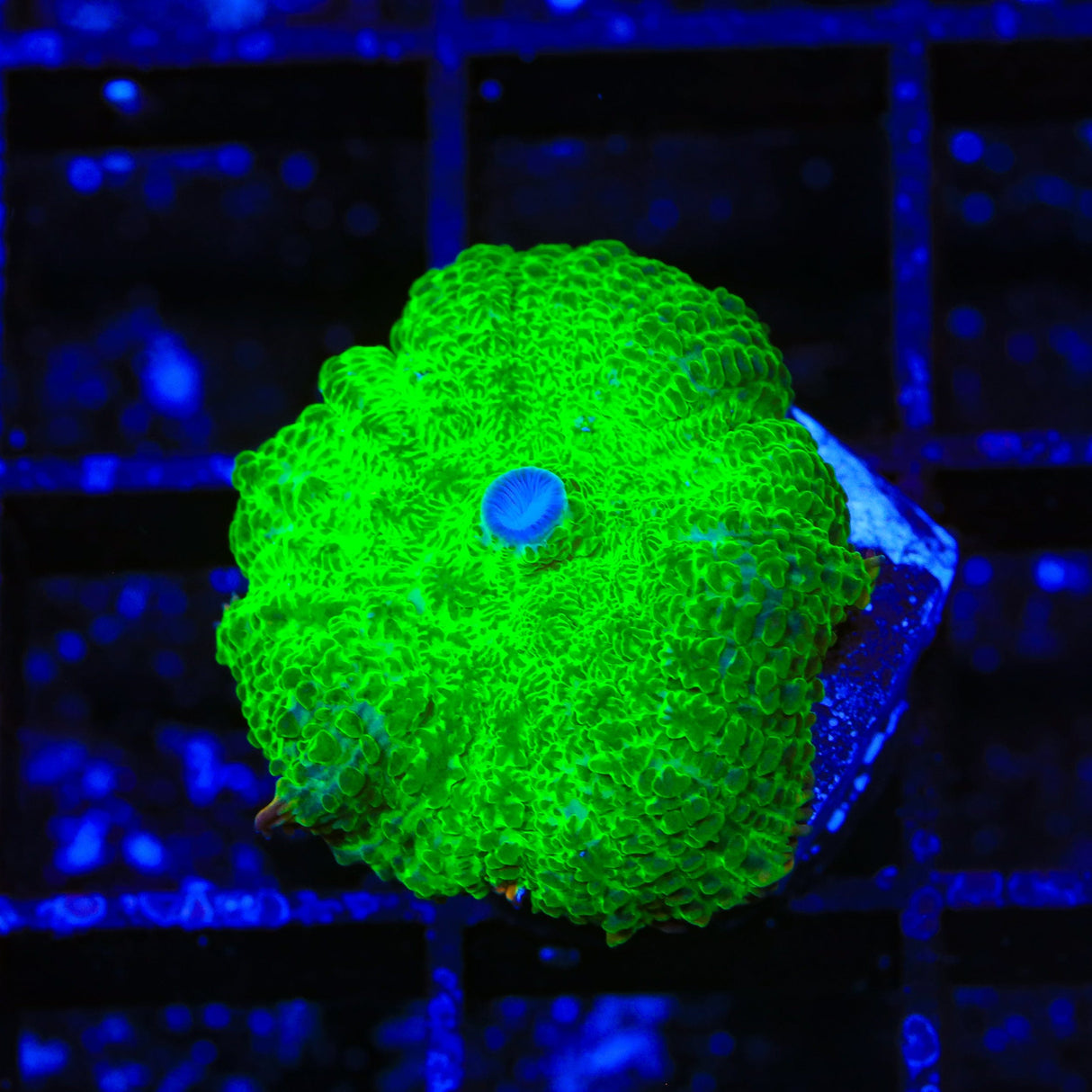 Neon Toxic Mushroom Coral