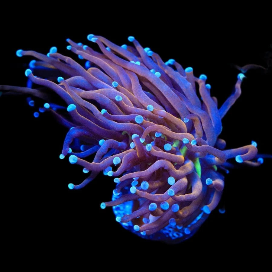 New York Knicks Torch Coral