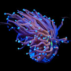 New York Knicks Torch Coral