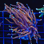 New York Knicks Torch Coral