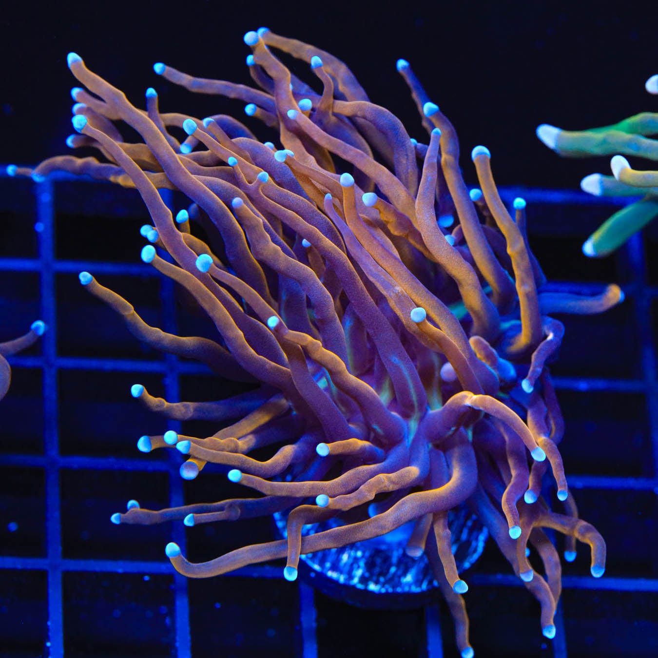 New York Knicks Torch Coral