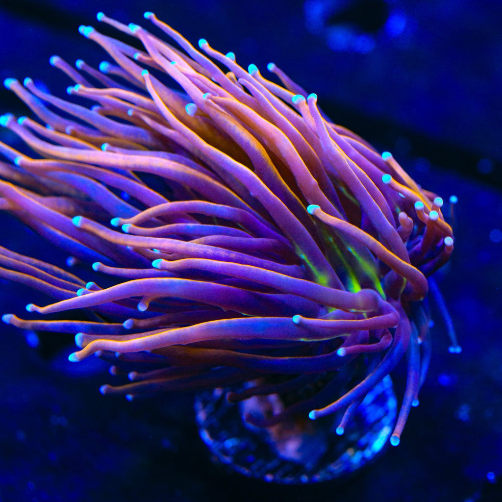 New York Knicks Torch Coral