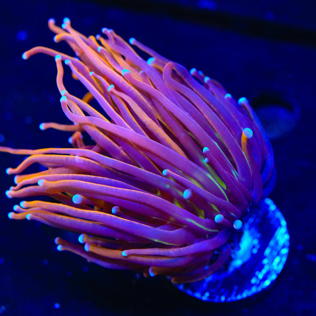 New York Knicks Torch Coral