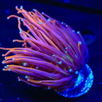 New York Knicks Torch Coral