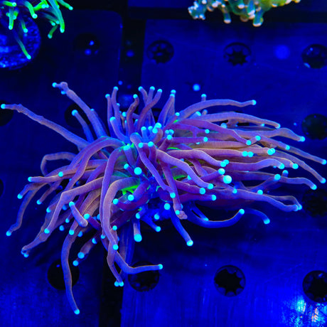 New York Knicks Torch Coral