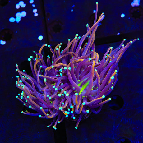 New York Knicks Torch Coral - Two Heads