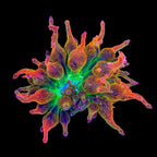 Nexus Blaze Bubbletip Anemone