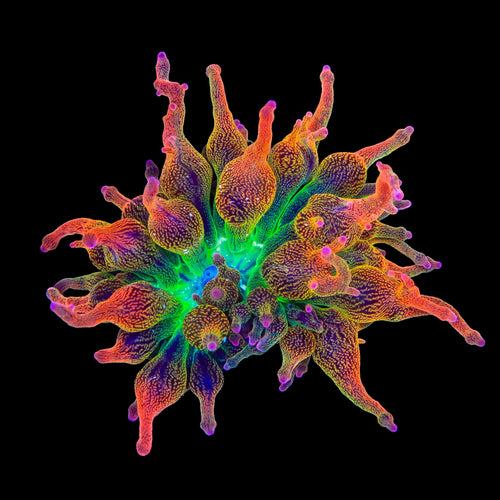 Nexus Blaze Bubbletip Anemone