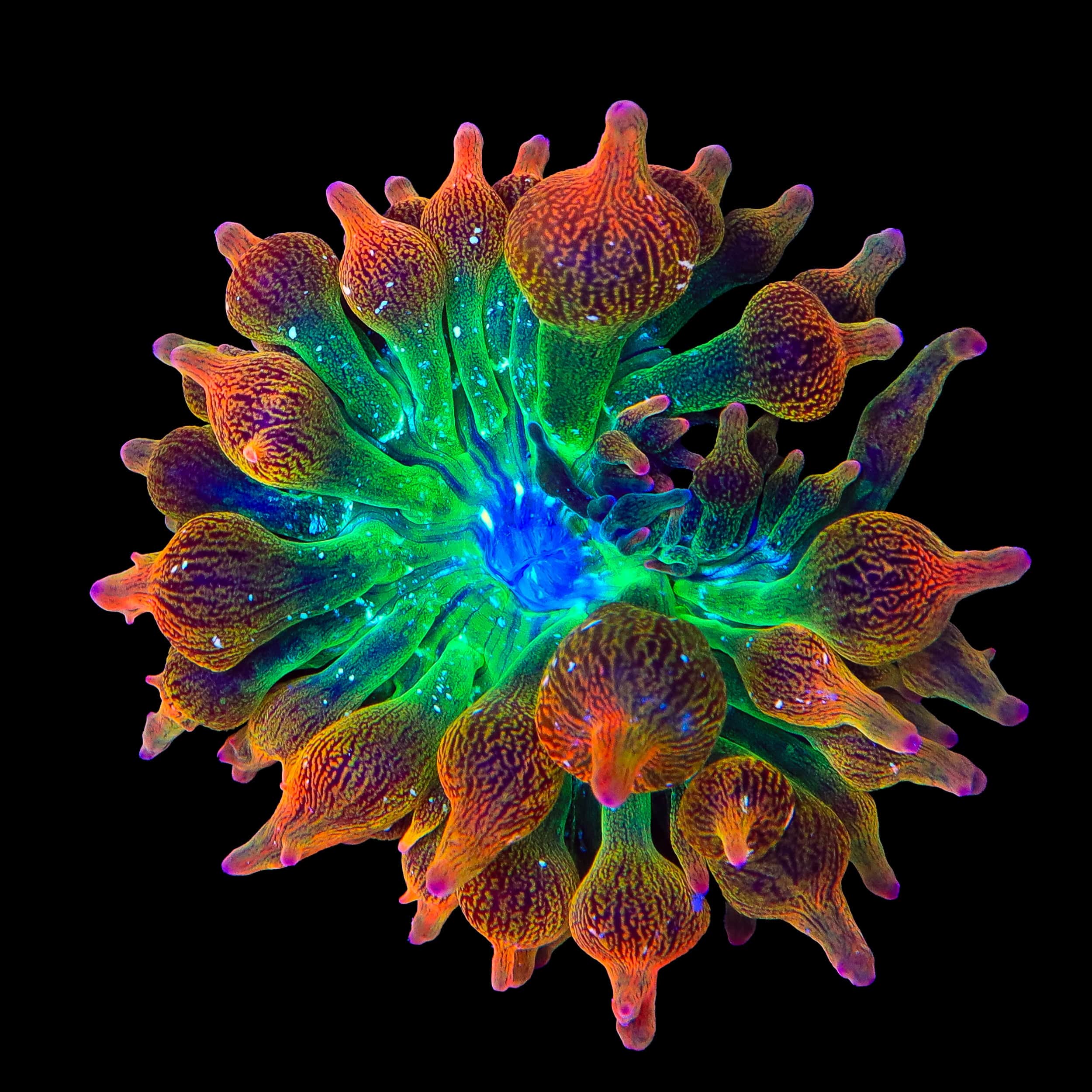 Nexus Blaze Bubble Tip Anemone – Top Shelf Aquatics