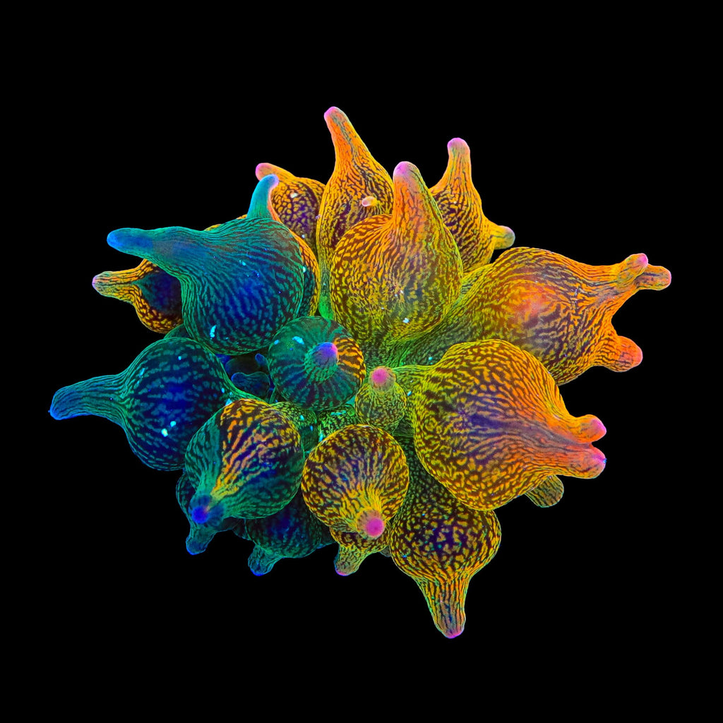 Nexus Bubbletip Anemone - 1/2 Red