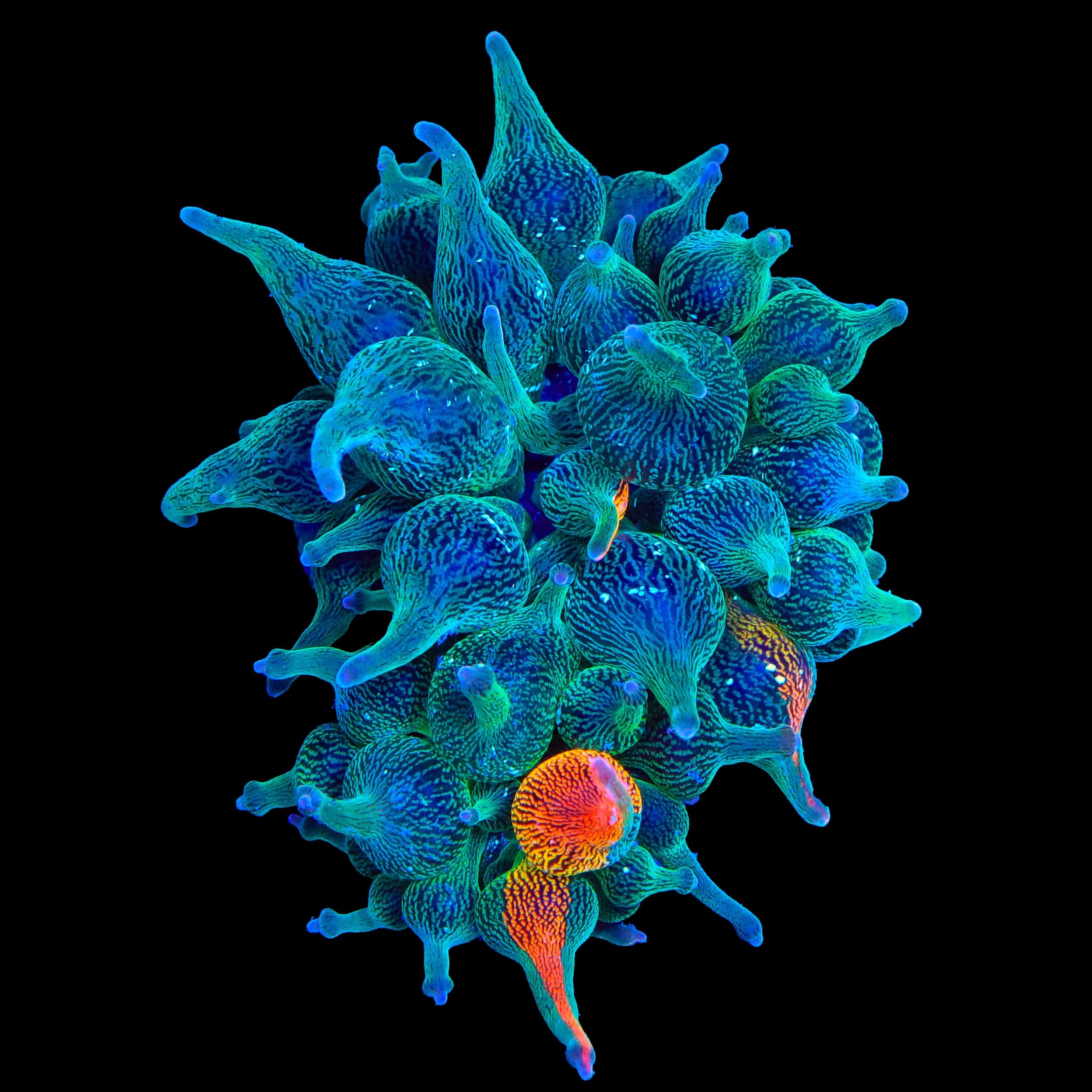 342　アネモネ Grafted Nexus Burst Bubble Tip Anemone - 1/4 Red – Top Shelf Aquatics