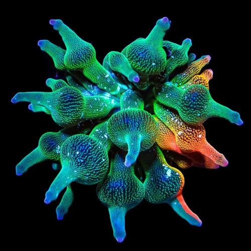 Nexus Bubbletip Anemone 1/4 Red