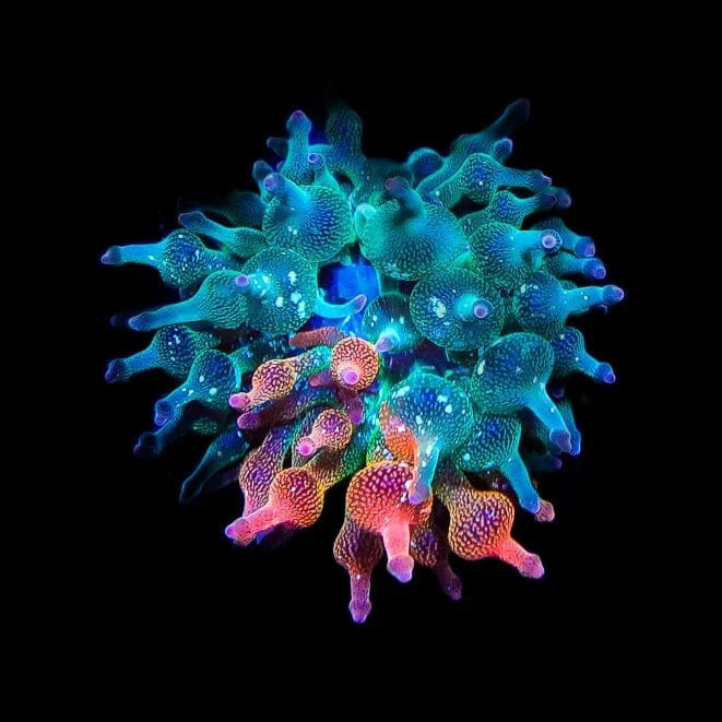 Nexus Bubbletip Anemone 1/4 Red