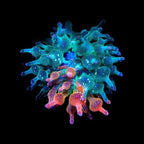 Nexus Bubbletip Anemone 1/4 Red