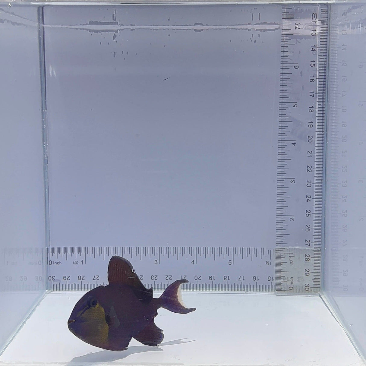 Niger Trigger Fish
