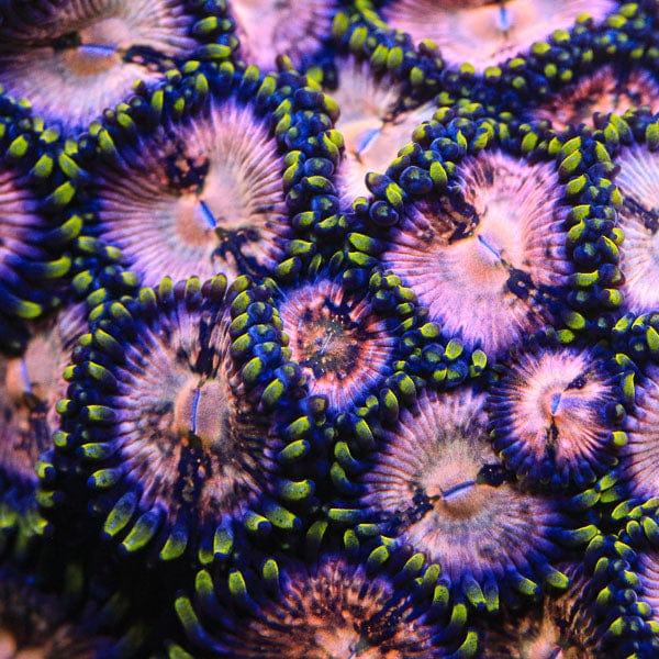 Nirvana Zoanthids Coral
