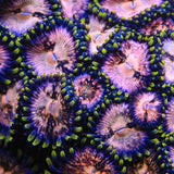 Nirvana Zoanthids Coral