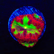 Nuclear Blast Blastomussa Coral