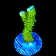 Nuclear Green Montipora Digitata Coral