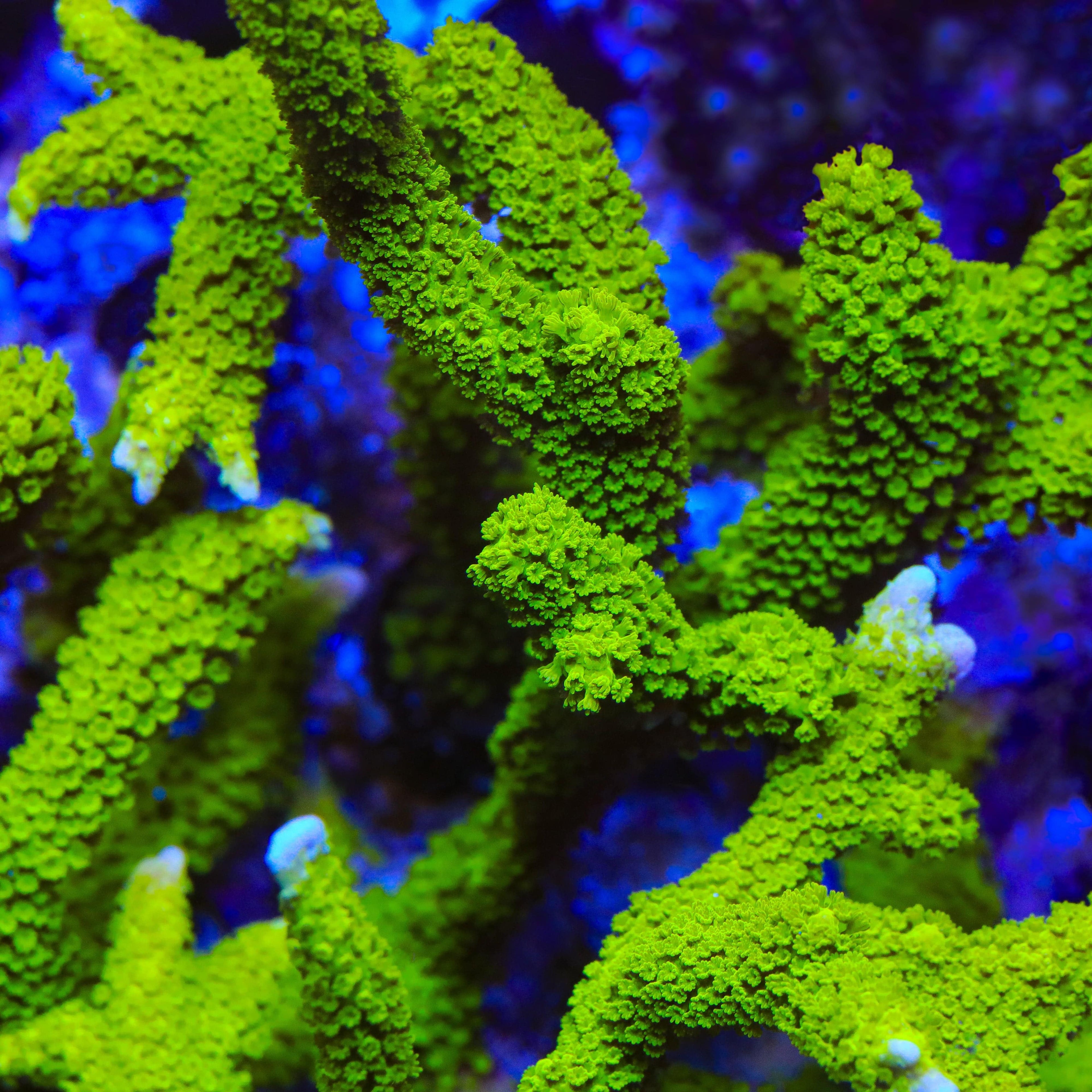 Nuclear Green Montipora Digitata Coral