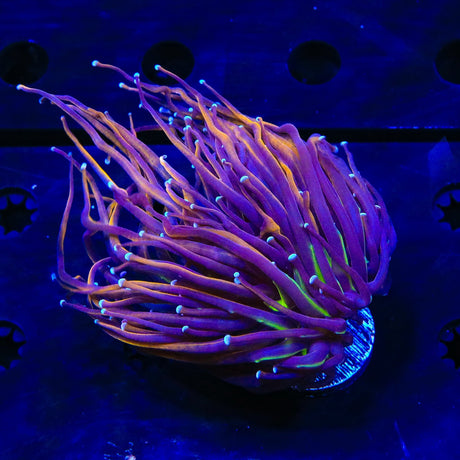 NY Knicks Torch Coral