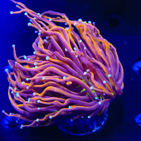 NY Knicks Torch Coral