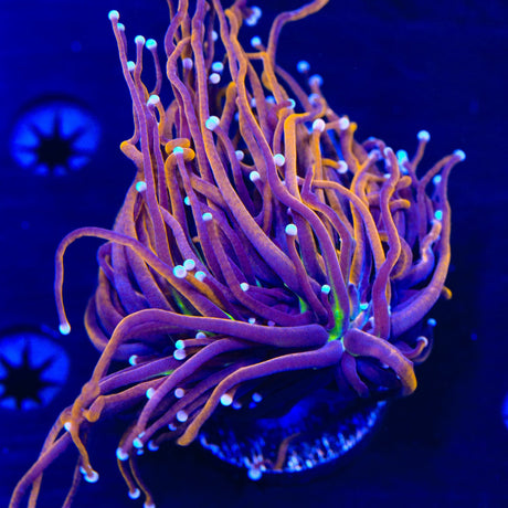 NY Knicks Torch Coral