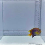 Ocellate Damselfish