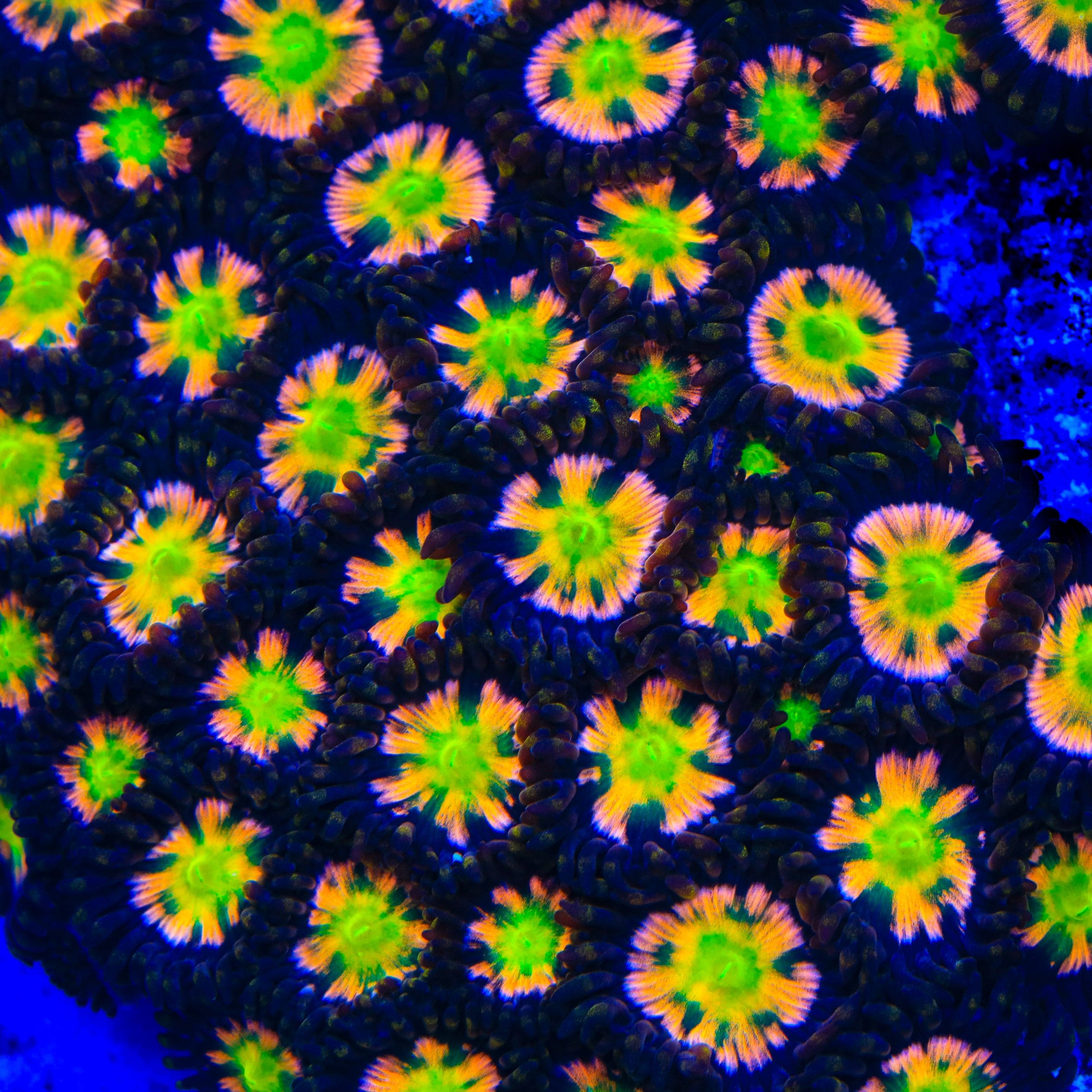 OG Bizarro Zoanthids Coral