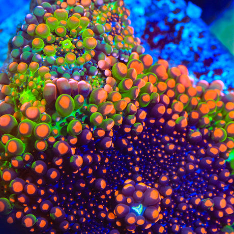 OG Godzilla Mushroom Coral