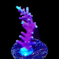 OG Red Dragon Acropora Coral