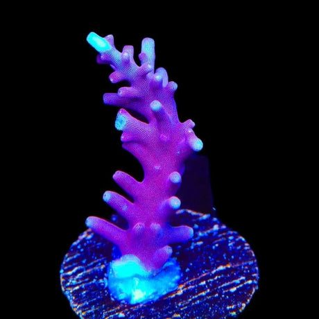 OG Red Dragon Acropora Coral