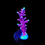 OG Red Dragon Acropora Coral