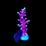 OG Red Dragon Acropora Coral